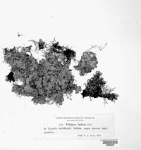 Solorina spongiosa image